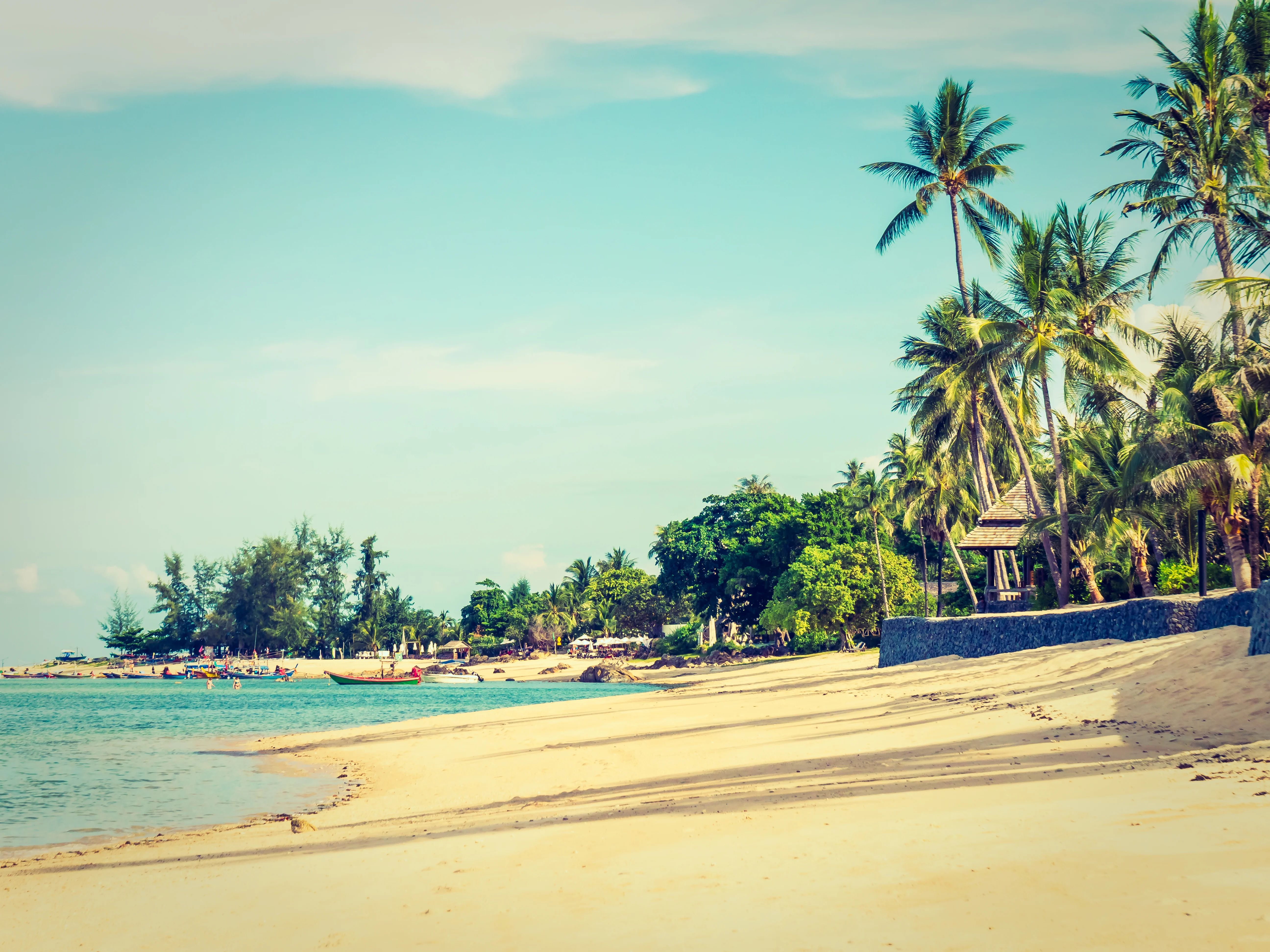 Tropical Beach & Coconut Palm Trees North Goa